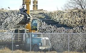 forest2.jpg