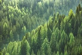 forest.jpg